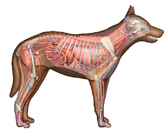 動物の解剖学的構造を可視化する: Wolfram言語 12の新機能